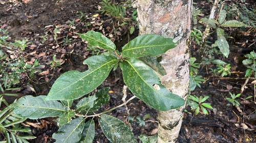 Heritiera littoralis observed 2026-09-29