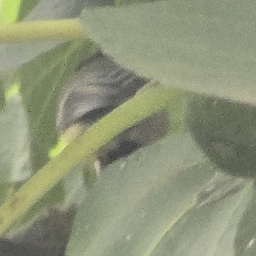 Great Tit