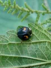 Harmonia axyridis