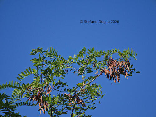 black locust