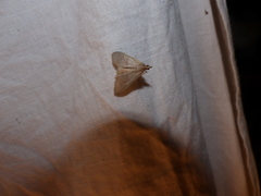 Mecyna asinalis