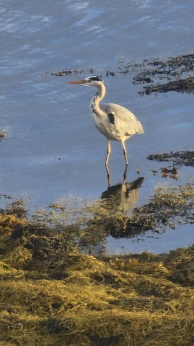Grey Heron