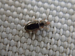 Salpingus planirostris