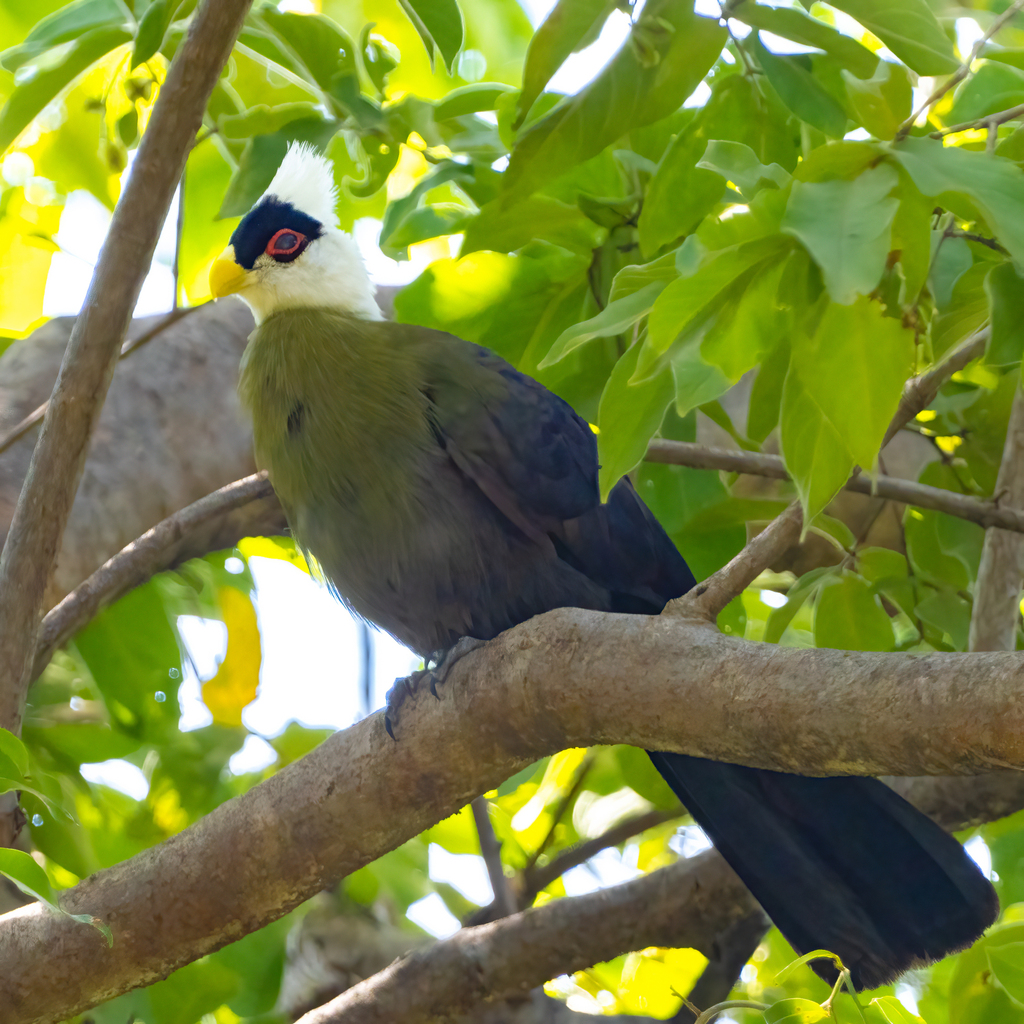 White-crested Turaco