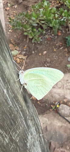African Migrant