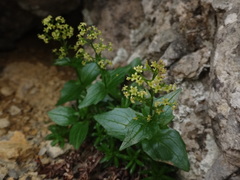 Valeriana elongata
