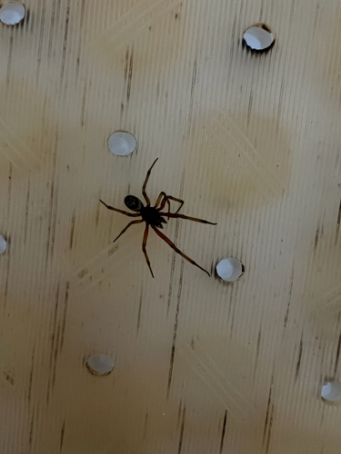 Noble False Widow