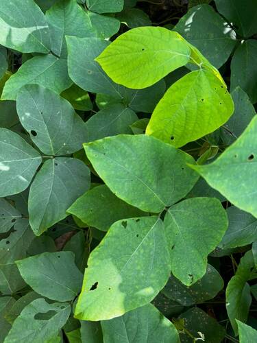 Neustanthus phaseoloides observed 2026-09-29