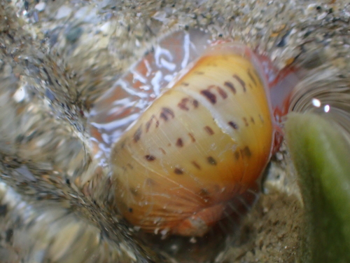 Naticarius onca observed 2026-09-11