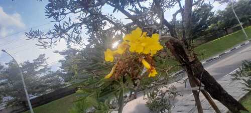 Tabebuia aurea observed 2026-09-29
