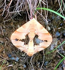 Marumba quercus