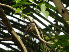 Rhipidura rufiventris