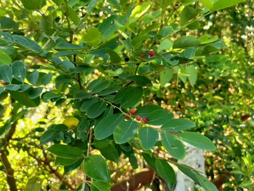 Breynia officinalis observed 2026-09-29