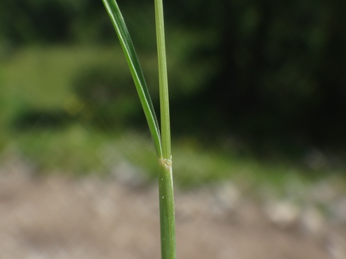 Festuca rupicaprina, photograph 4