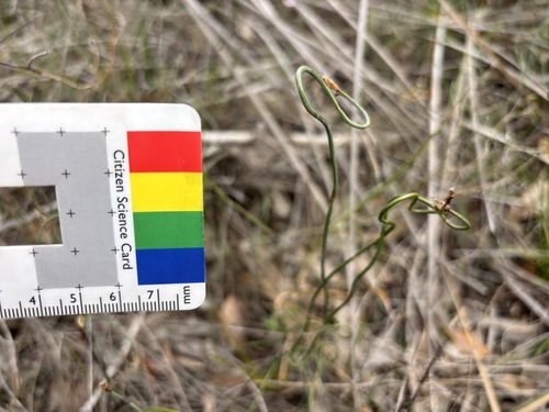 Lepidobolus drapetocoleus observed 2026-09-29