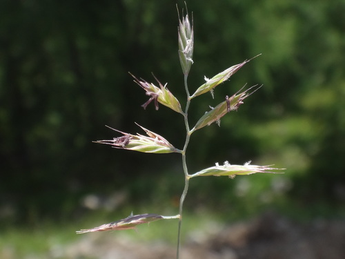 Festuca rupicaprina, photograph 5