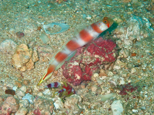 Amblyeleotris yanoi observed 2026-09-24