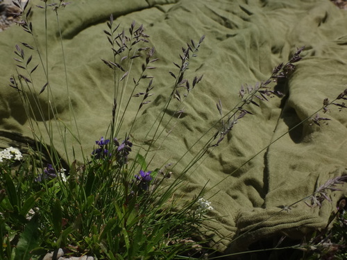 Festuca rupicaprina, photograph 6