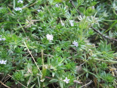 Sherardia arvensis