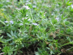 Sherardia arvensis