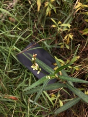 Persicaria subsessilis