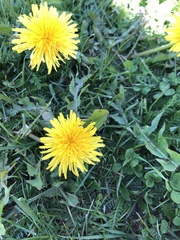 Taraxacum