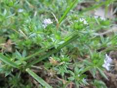 Sherardia arvensis