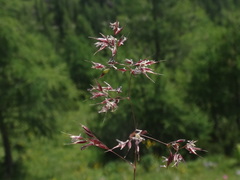 Agrostis alpina