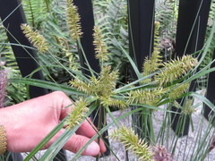 Cyperus hermaphroditus