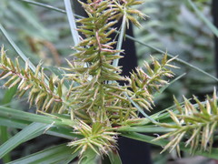 Cyperus hermaphroditus