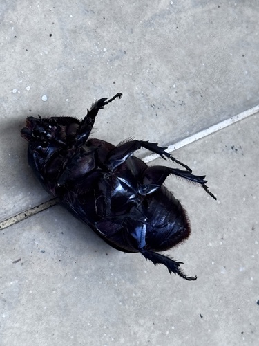 Coconut Rhinoceros Beetle