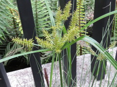 Cyperus hermaphroditus