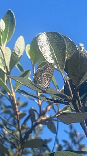 Lang's Short-tailed Blue