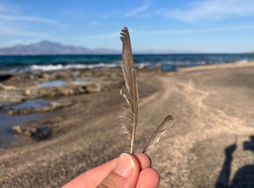 Plume de Alouette calandrelle
