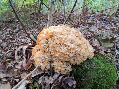 Cauliflower Fungus