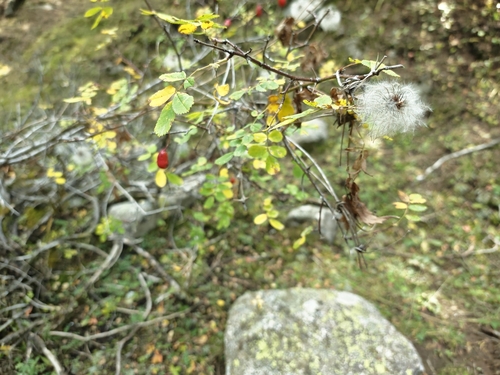 Rosa alberti, photograph 4