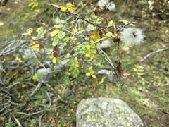 Rosa alberti, photograph Maxim Votyakov (maximaximax), CC BY, iNaturalist via GBIF