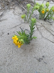 Lithospermum caroliniense