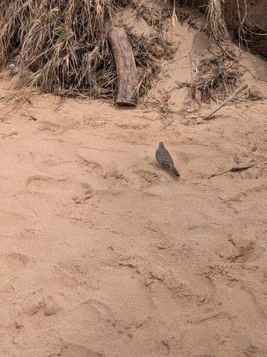 Geopelia striata observed 2026-09-24