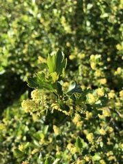 Ribes diacanthum