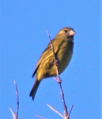 Crithagra scotops umbrosa