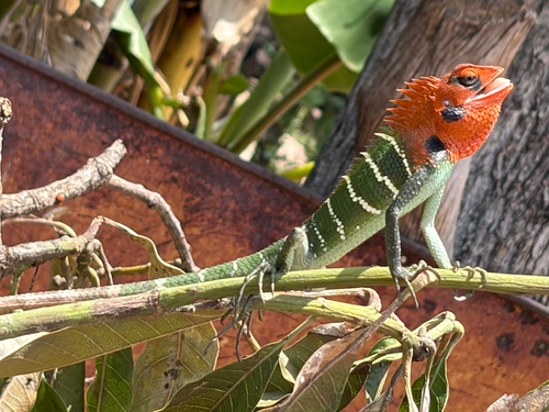 Common Green Forest Lizard
