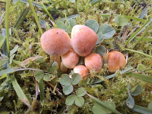 Sulphur Tuft