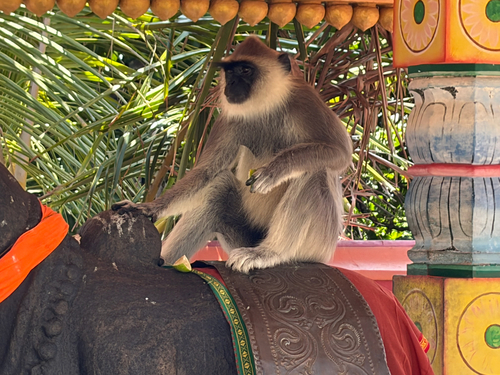 Tufted Gray Langur