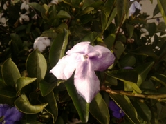 Brunfelsia australis