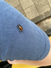 Phyllopertha horticola