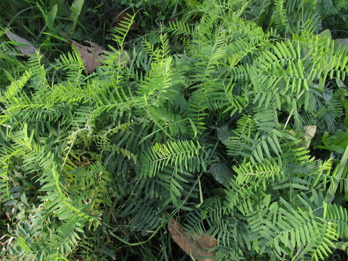 Наблюдение на iNaturalist