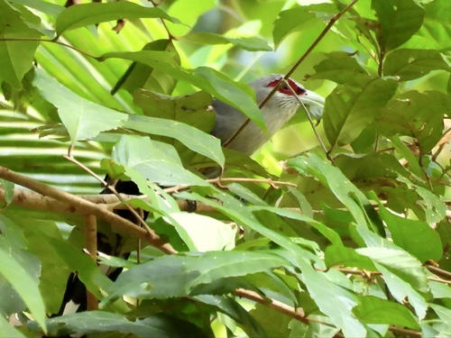 Green-billed Malkoha