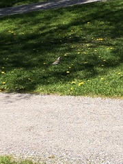 Turdus pilaris