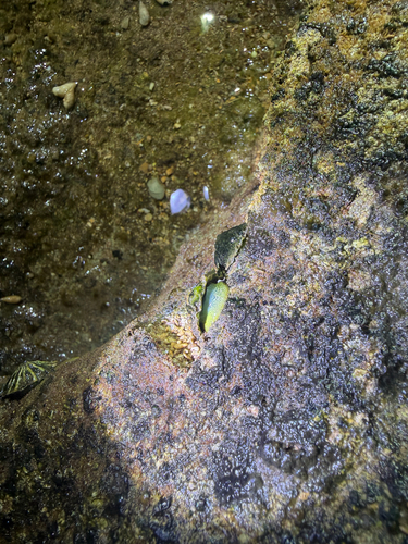 Cellana sandwicensis observed 2026-09-28